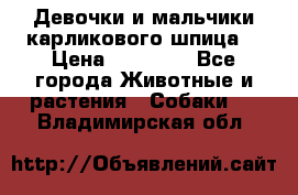 Девочки и мальчики карликового шпица  › Цена ­ 20 000 - Все города Животные и растения » Собаки   . Владимирская обл.